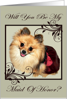 Invitations, Be my Maid of Honor, Pomeranian in dress, frame on gray card