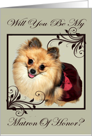 Invitations, Be my Matron of Honor, Pomeranian in dress, frame on gray card