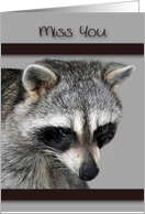 Miss You, general, beautiful raccoon looking sad on gray background card