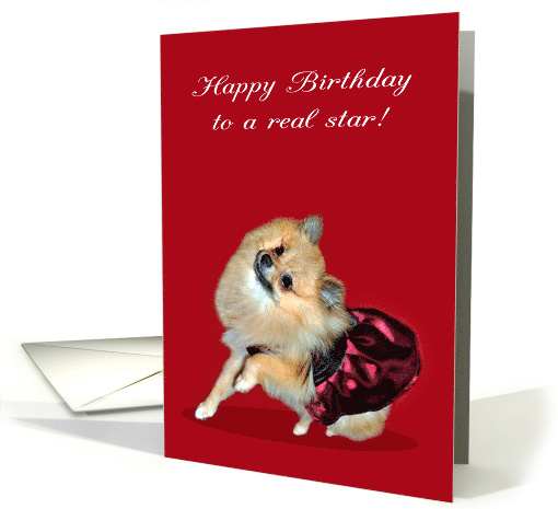 Birthday, Pomeranian with her paw up in a pretty dress on... (645065)