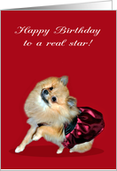 Birthday, Pomeranian with her paw up in a pretty dress on dark pink card