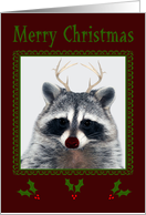 Christmas with a Cute Red-nose Raccoon with Antlers on Burgundy card