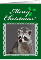 Christmas, general, raccoon with red nose and antlers on green, red card