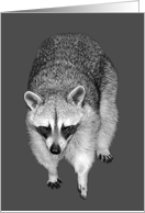 Blank Any Occasion Note Card, Beautiful raccoon on a gray background card