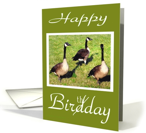 Birthday from Group, Canada geese in grass with white... (690828)