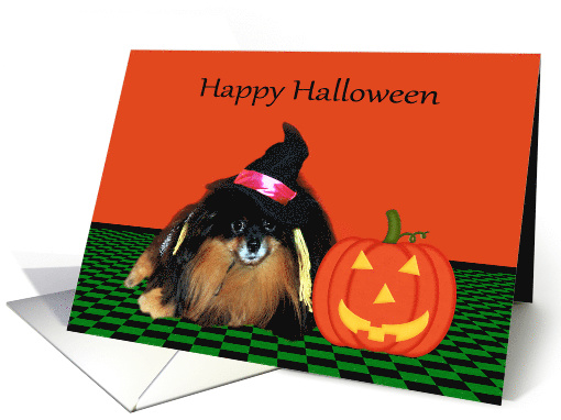 Halloween, general, Pomeranian witch with jack-o-lantern in frame card