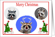 Christmas, general, cute raccoons with red noses and antlers card