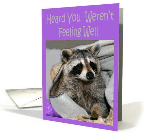Get Well, Feel Better, general, Raccoon wrapped in... (709790)