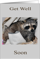 Get Well, general, adorable raccoon sleeping in blankets on gray card