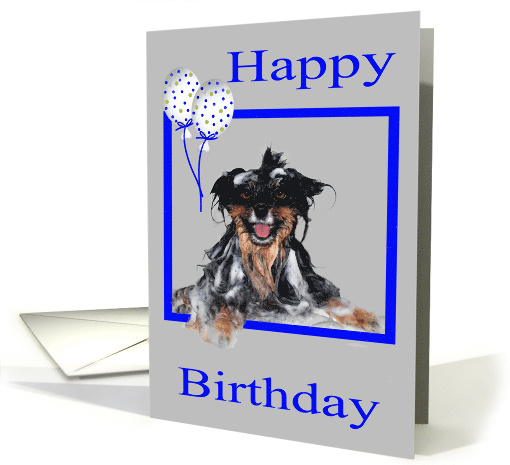 Birthday, general, humor, soapy Pomeranian smiling in... (717027)