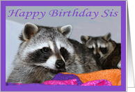 Sister Birthday, Raccoons together card