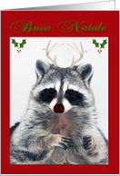 Buon Natale, procione con corna, Italian Merry Christmas, raccoon card
