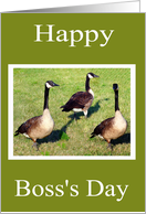 Boss’s Day from the Flock with Three Canada Geese in the Grass card