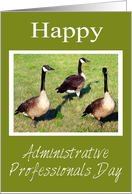 Administrative Professionals Day From The Flock, geese card