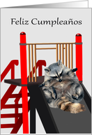 Birthday, Spanish, Raccoon looking at toes sliding down gray slide card