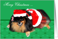 Christmas to Husband, Pomeranian as Mrs. Santa Claus on green card