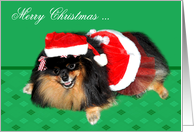 Christmas to Wife, Pomeranian as Mrs. Santa Claus on green card