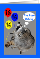 16th Birthday, raccoons itching with balloons card