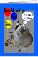 Birthday for Granddaughter, raccoons itching with balloons card