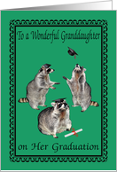 Congratulations To Granddaughter, graduation, raccoons, caps, green card