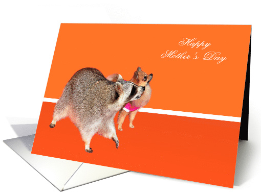 Mother's Day. General, Raccoon with Pomeranian on orange card (752866)