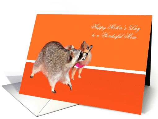 Mother's Day to Mom, Raccoon with Pomeranian looking up, orange card