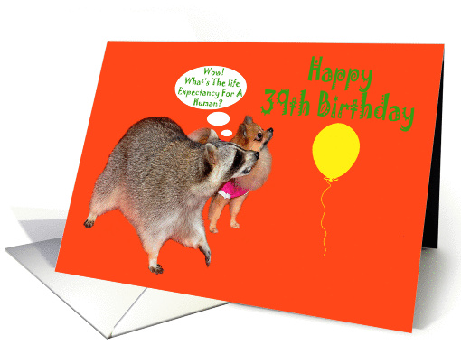 39th Birthday, Raccoon with Pomeranian, yellow balloon on orange card