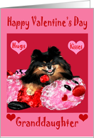 Valentine’s Day to Granddaughter with a Pomeranian Laying on a Bug card