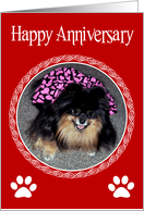 Wedding Anniversary with a Smiling Pomeranian in a Fancy Frame card