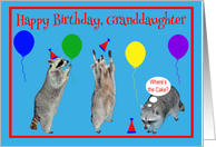 Birthday to Granddaughter, Raccoons with party hats, balloons on blue card