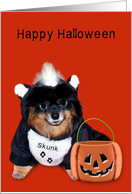 Halloween, general, Pomeranian in skunk costume on dark orange card