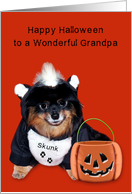 Halloween to Grandpa, Pomeranian In Skunk Costume on dark orange card