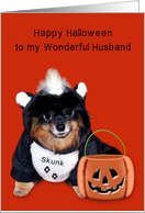 Halloween to Husband, Pomeranian In Skunk Costume on dark orange card