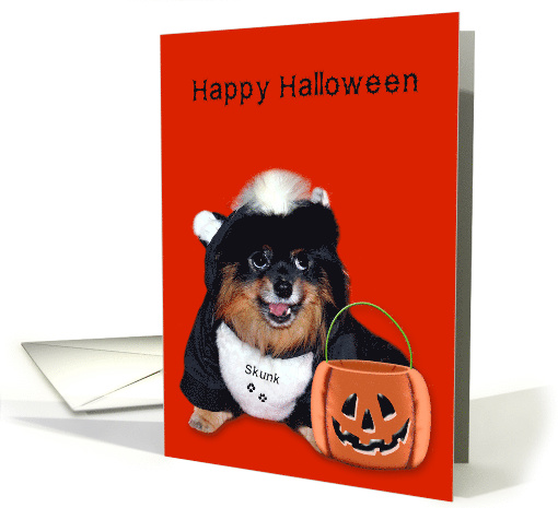 Halloween, general, Pomeranian smiling in skunk costume on orange card