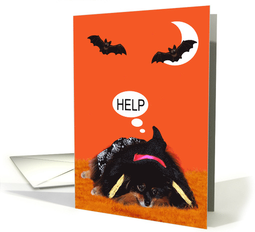 Halloween, general, Pomeranian in witch costume on orange, bats card