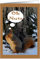 Belated Birthday with a Plump Squirrel Eating Nuts in the Snow card