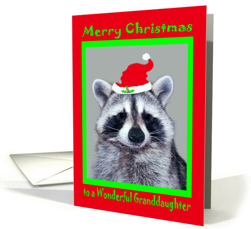 Christmas to Granddaughter, raccoon wearing Santa Claus... (817662)