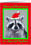 Christmas to Nephew, raccoon wearing Santa Claus Hat on red, green card