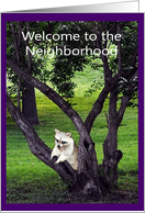 Welcome to the neighborhood, Raccoon in tree card