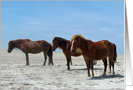 Blank Note Card, All Occasion, Wild Horses on a white beach, blue sky card