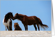 Blank Note Card, All Occasion, Wild Horses on a white beach, blue sky card