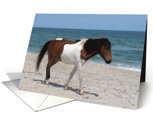 Blank Note Card, All Occasion, A wild Horse on a sandy... (826074)