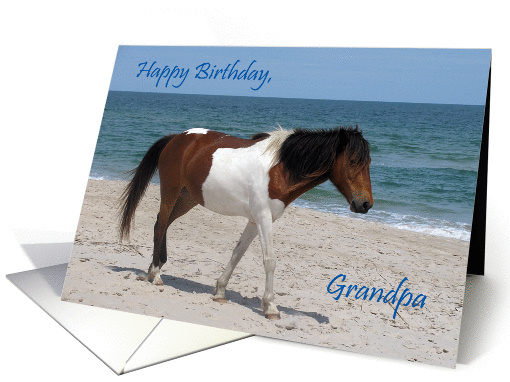 Birthday For Grandpa, Wild Horse on a white beach against... (826097)