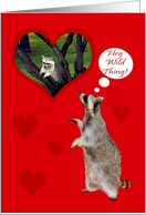 Valentine’s Day, Adult, Raccoon wild over another, red hearts on red card