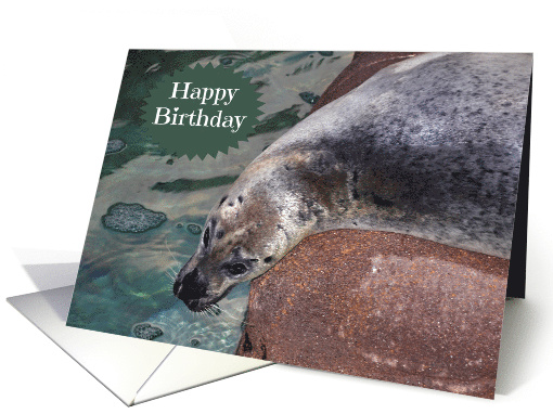 Birthday, general, age humor, adorable seal laying on a rock card