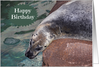 Birthday, general, age humor, adorable seal laying on a rock card