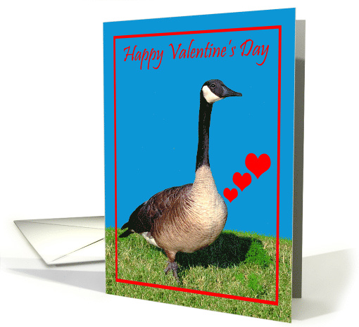 Valentine's Day, humor, Canada Goose with beating hearts on blue card