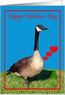 Valentine’s Day, humor, Canada Goose with beating hearts on blue card