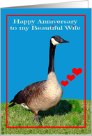 Anniversary to Wife, Wedding, Canada Goose with red hearts card