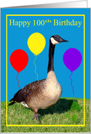 100th Birthday, Canada Goose with purple, red and yellow balloons card